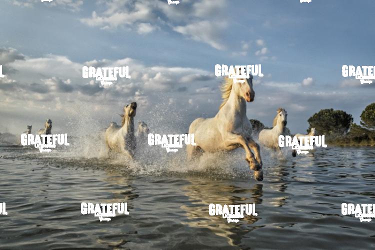 Camargue horses 113