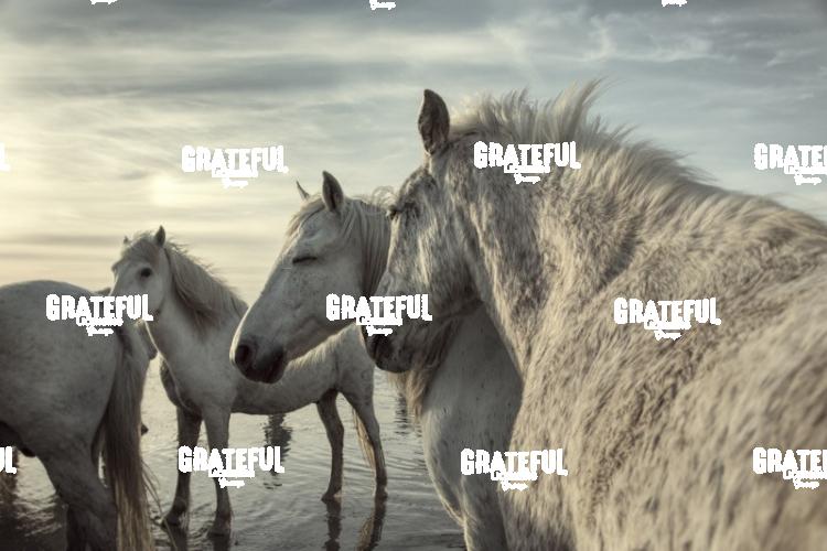 Camargue horses 103