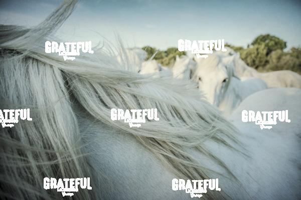 Camargue horses 102