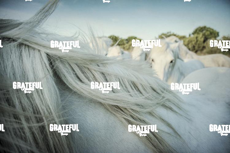 Camargue horses 102