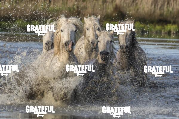 Camargue horses 100