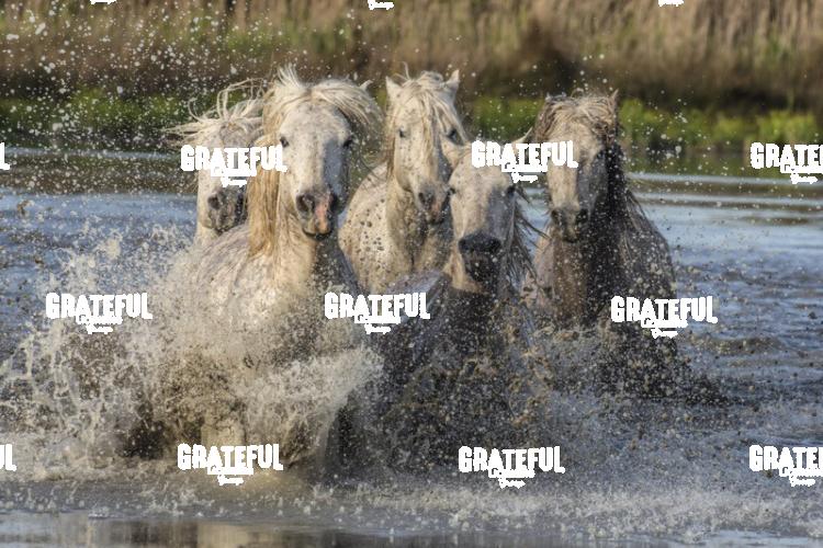 Camargue horses 100