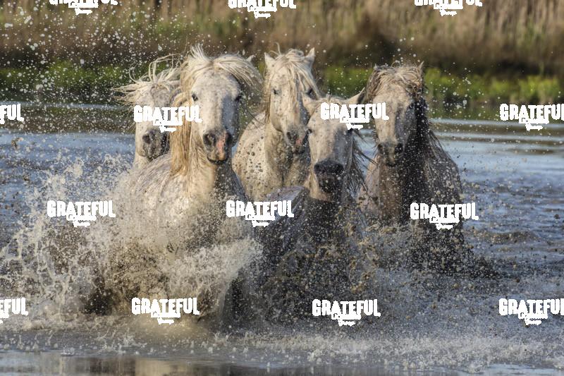 Camargue horses 100