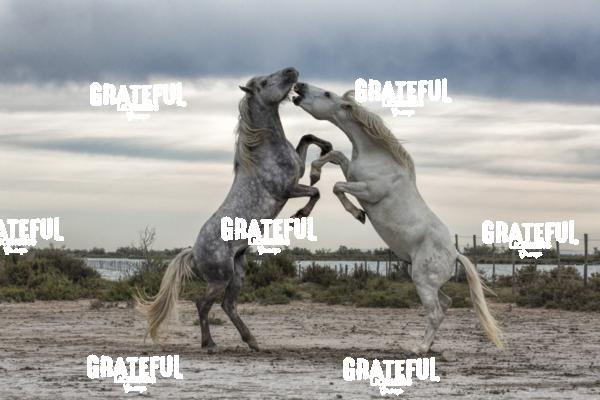 Camargue horses 101