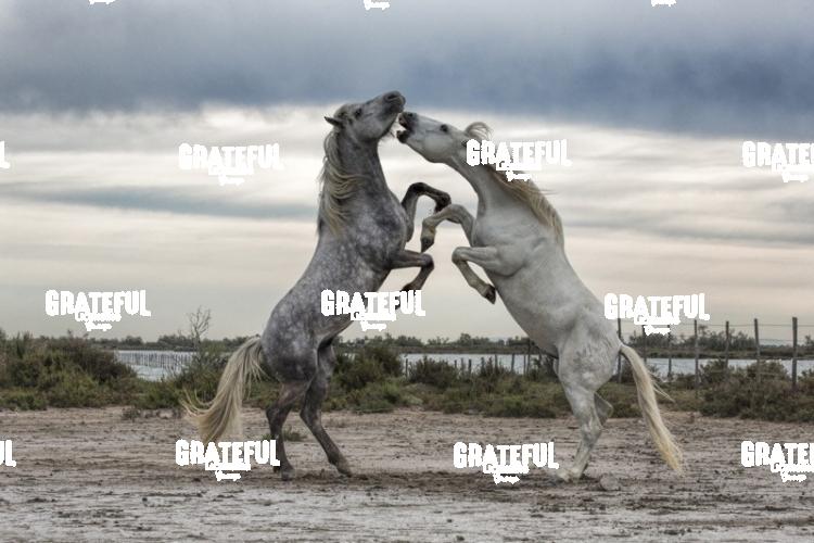 Camargue horses 101