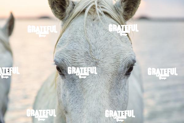 Camargue horses 124