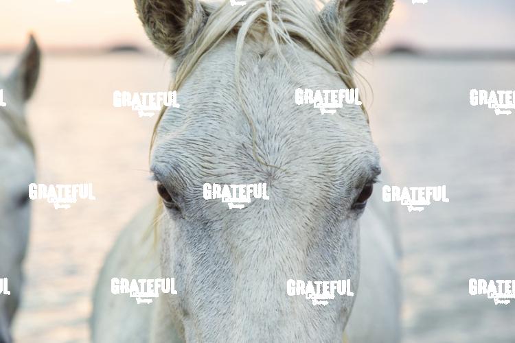 Camargue horses 124