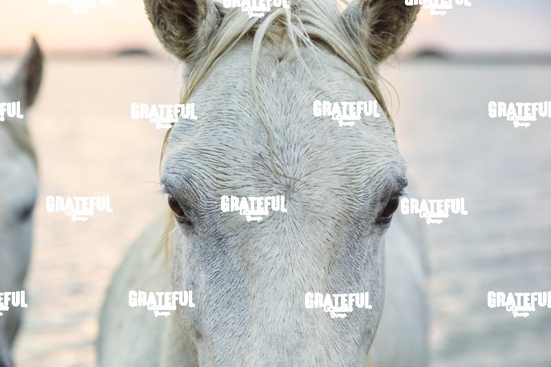 Camargue horses 124