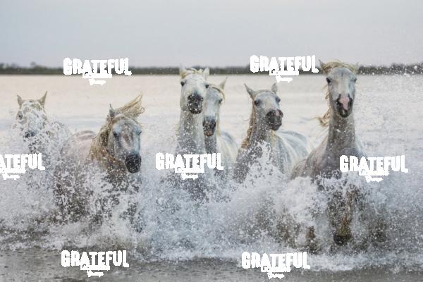 Camargue horses 118