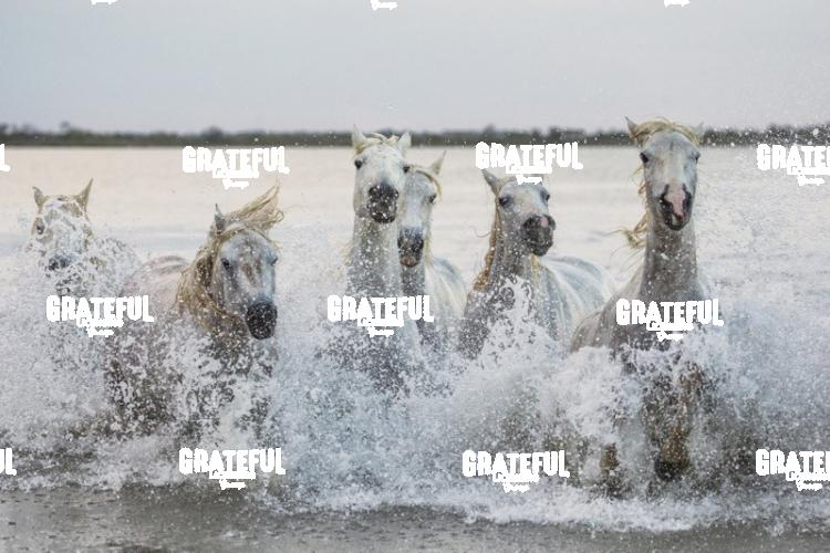 Camargue horses 118