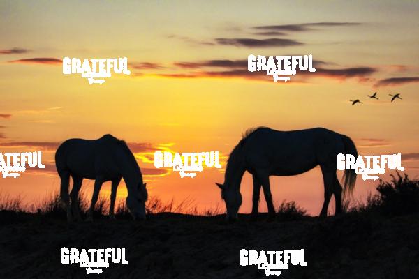 Camargue horses 119