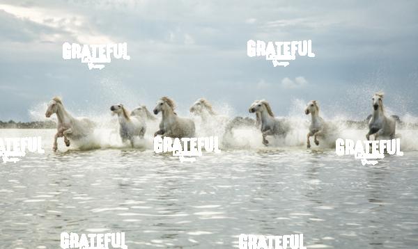 Camargue horses 125