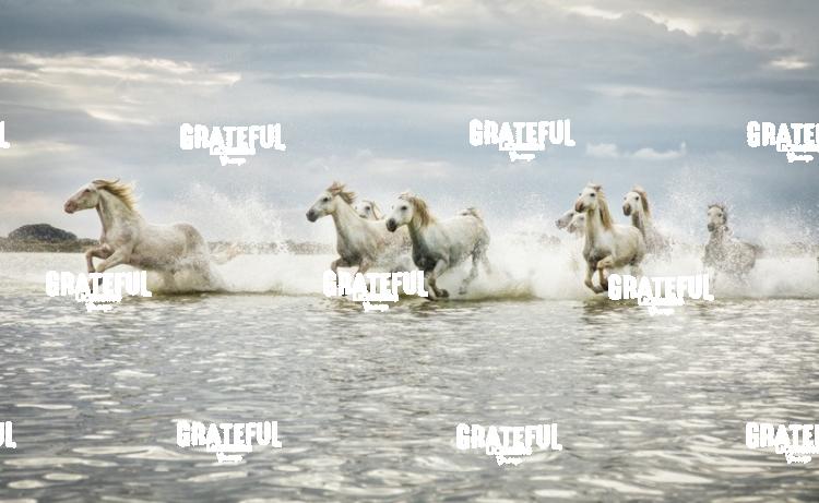Camargue horses 127