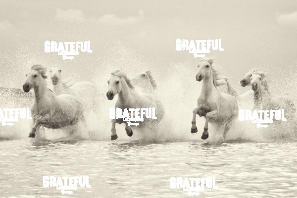 Camargue horses 126