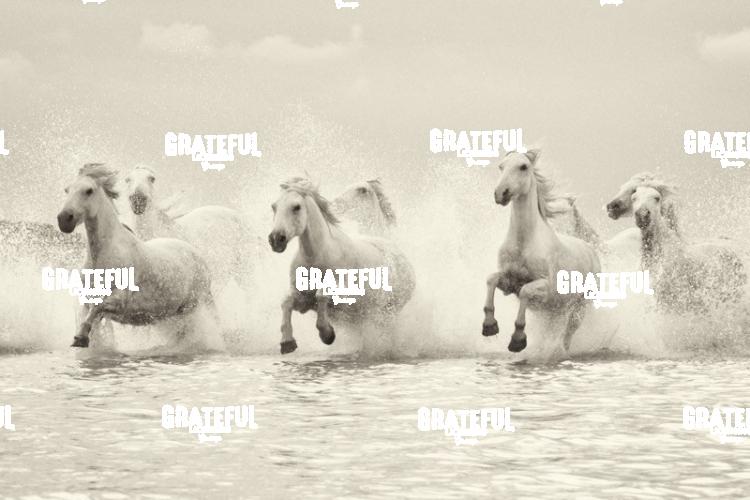 Camargue horses 126