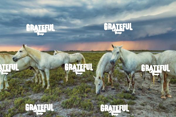 Camargue horses 136
