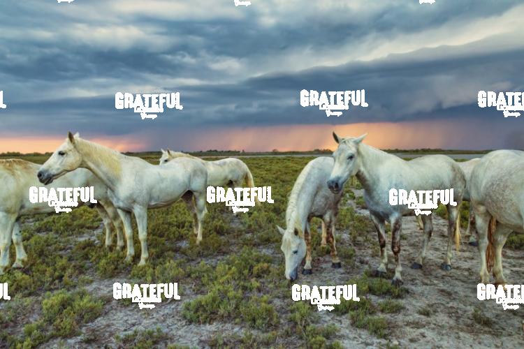 Camargue horses 136