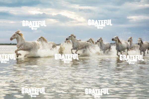 Camargue horses 123
