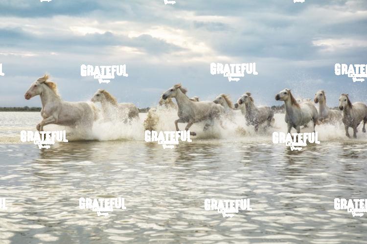Camargue horses 123