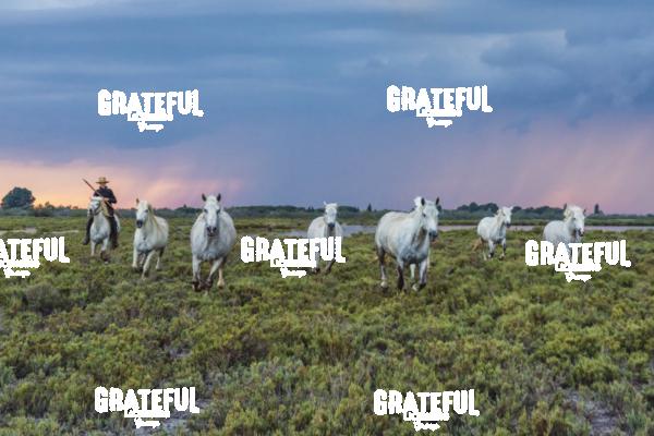 Camargue horses 137