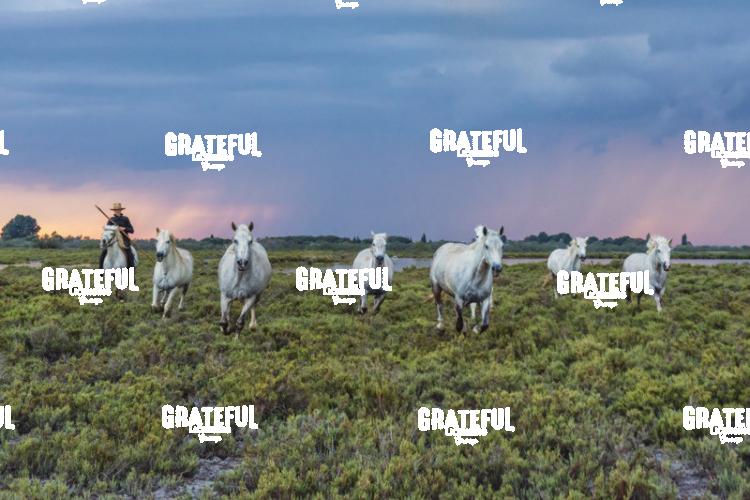 Camargue horses 137