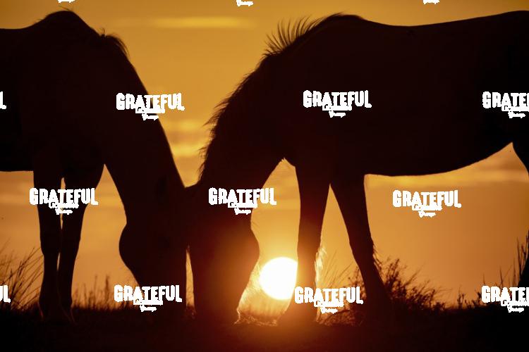 Camargue horses 121