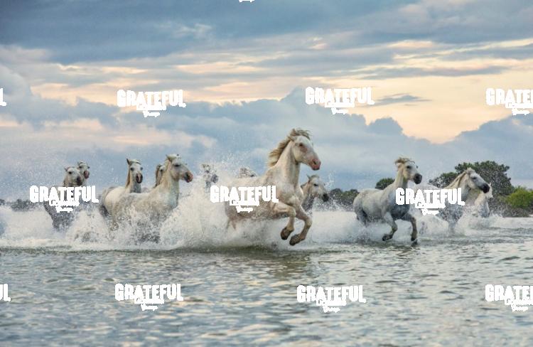 Camargue horses 135