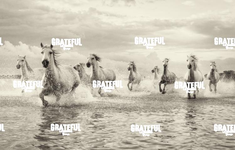 Camargue horses 134