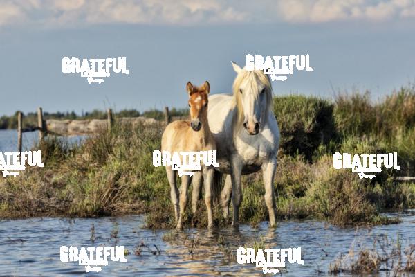 Camargue horses 141