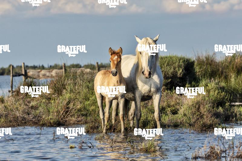 Camargue horses 141