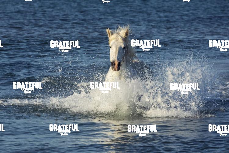 Camargue horses 140