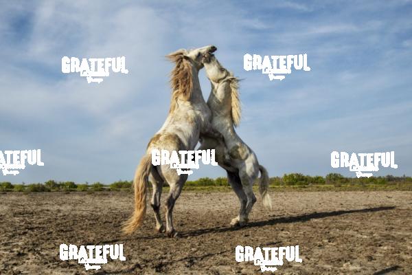 Camargue horses 142