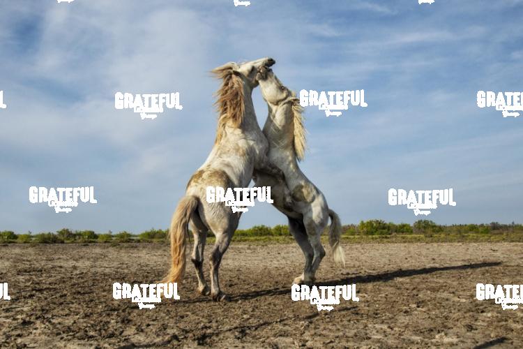 Camargue horses 142