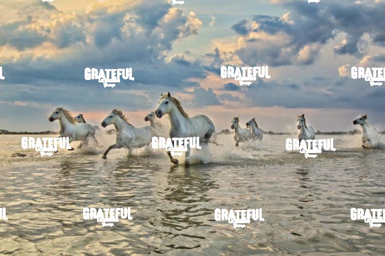 Camargue horses 117