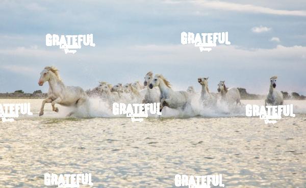 Camargue horses 128