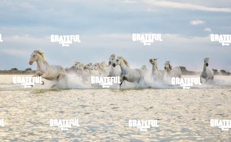 Camargue horses 128
