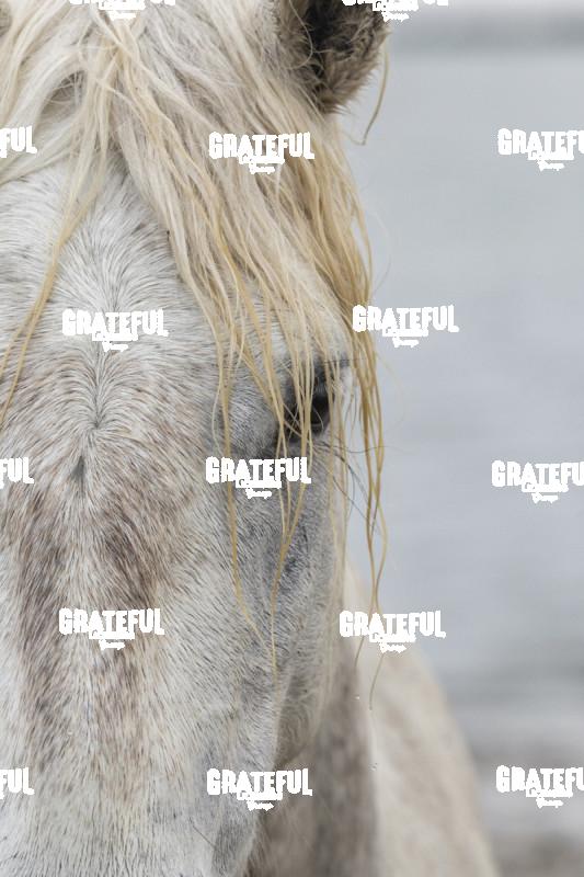 Camargue horses 114