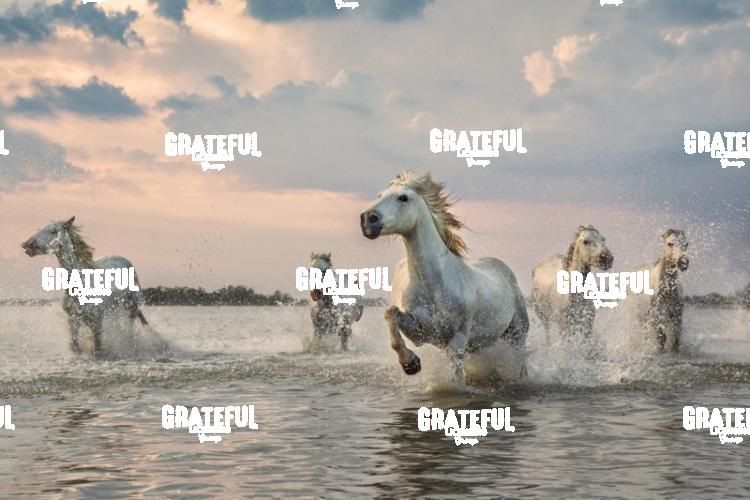 Camargue horses 115