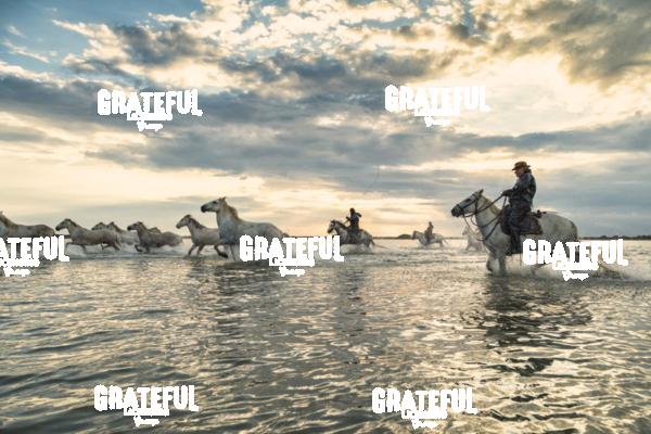 Camargue horses 129