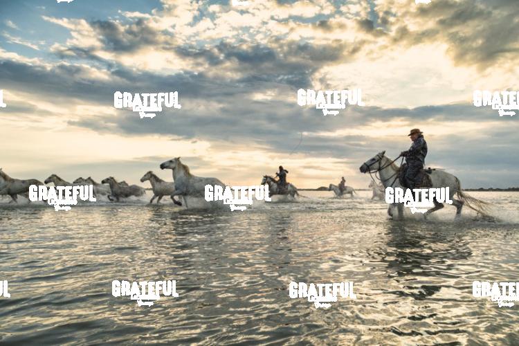 Camargue horses 129