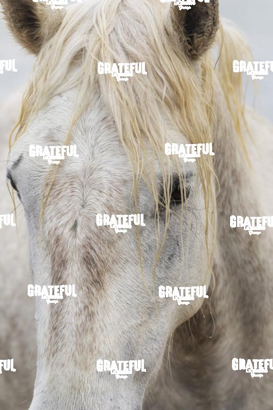 Camargue horses 147