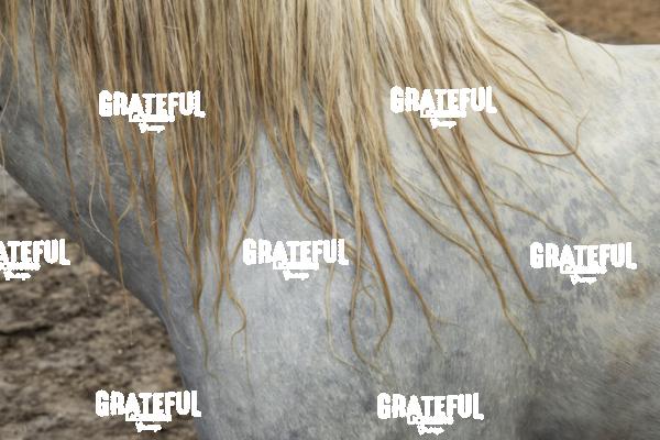Camargue horses 153
