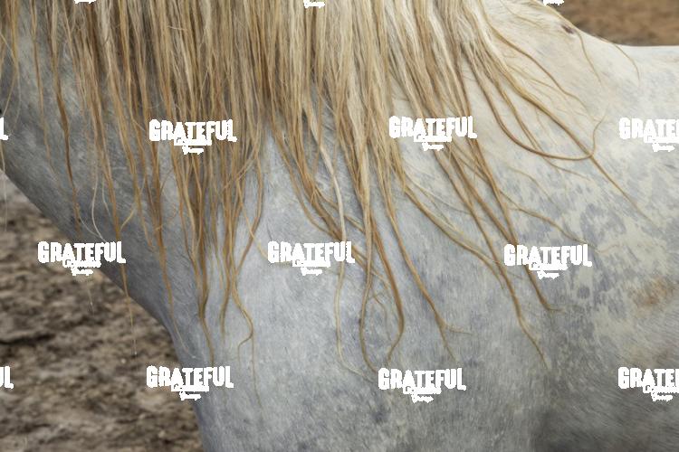 Camargue horses 153