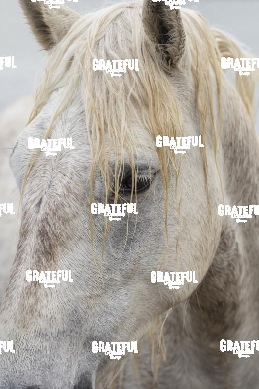 Camargue horses 146