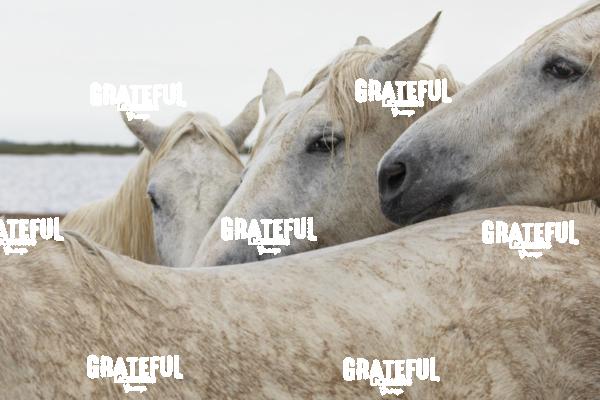 Camargue horses 150