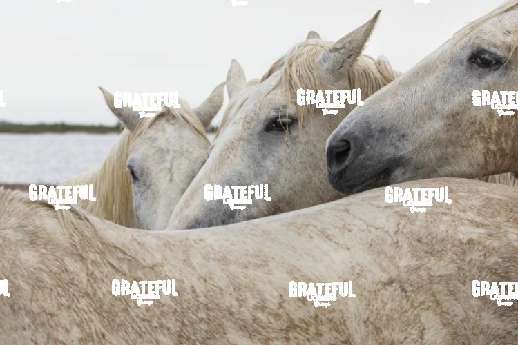 Camargue horses 150