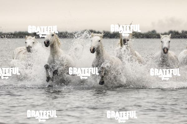 Camargue horses 144
