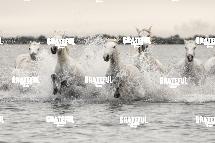 Camargue horses 144