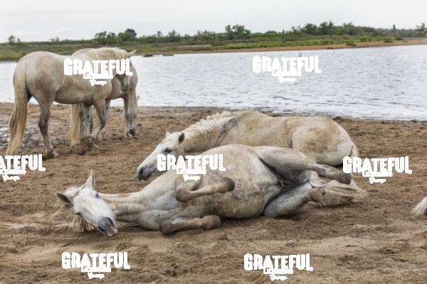 Camargue horses 145