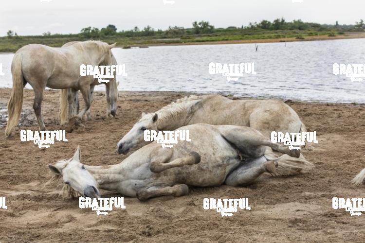 Camargue horses 145